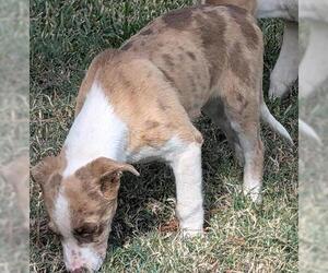 Catahoula Leopard Dog-Labrador Retriever Mix Dogs for adoption in Houston, TX, USA