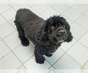 Cocker Spaniel Dogs for adoption in Canfield, OH, USA
