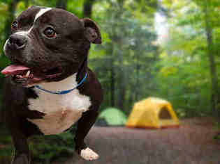 Staffordshire Bull Terrier Dogs for adoption in Fairfield, CA, USA