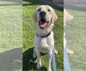Labrador Retriever Dogs for adoption in San Diego, CA, USA