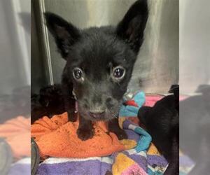 Labrador Retriever-Unknown Mix Dogs for adoption in Conroe, TX, USA