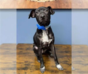 Medium Photo #1 Beagle-Staffordshire Bull Terrier Mix Puppy For Sale in Lakewood, CO, USA