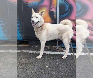 - Mix Dogs for adoption in Palmetto, FL, USA