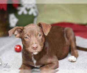 Labrador Retriever-Unknown Mix Dogs for adoption in Brewster, NY, USA
