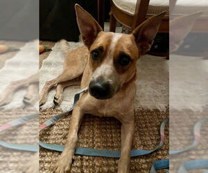 Mutt Dogs for adoption in Garden City, NY, USA