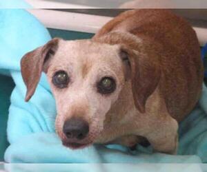 Dachshund Dogs for adoption in Orange, CA, USA