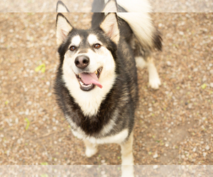 Medium Photo #1 Alaskan Husky Puppy For Sale in Leavenworth, KS, USA