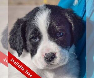 Mutt Dogs for adoption in Huntley, IL, USA