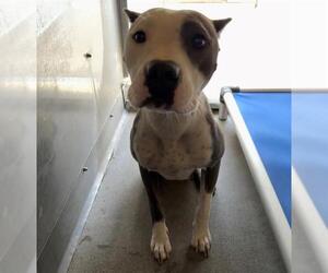 Mutt Dogs for adoption in Camarillo, CA, USA