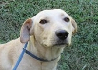 Medium Photo #1 Labrador Retriever-Unknown Mix Puppy For Sale in Asheville, NC, USA