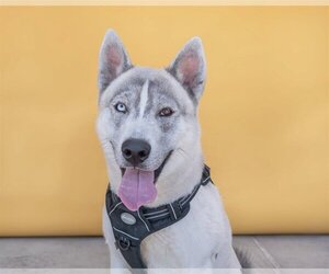 Siberian Husky Dogs for adoption in Pasadena, CA, USA