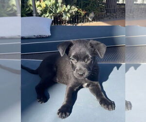 Border Collie-Unknown Mix Dogs for adoption in San Diego, CA, USA