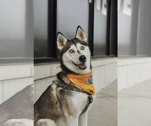 Siberian Husky Dogs for adoption in Carrollton, TX, USA