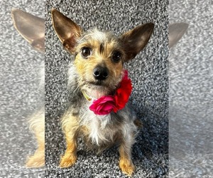 Mutt Dogs for adoption in Grafton, WI, USA