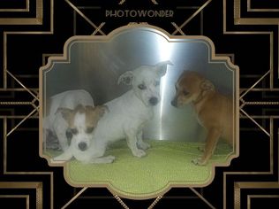 Malchi Dogs for adoption in San Bernardino, CA, USA