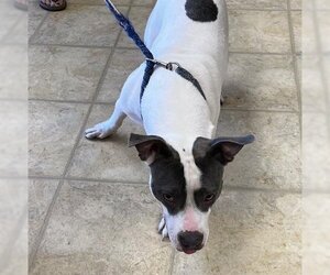 American Pit Bull Terrier Dogs for adoption in Norfolk, VA, USA