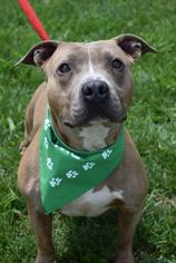 American Pit Bull Terrier-Staffordshire Bull Terrier Mix Dogs for adoption in Brevard, NC, USA