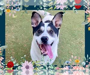 Border Collie-Unknown Mix Dogs for adoption in Ojai, CA, USA