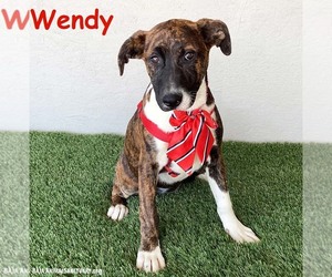 American Pit Bull Terrier-Dutch Shepherd  Mix Dogs for adoption in San Diego, CA, USA