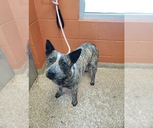 Australian Cattle Dog Dogs for adoption in Pueblo, CO, USA