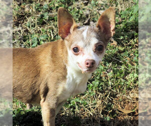 Chihuahua Dogs for adoption in Rutherfordton, NC, USA