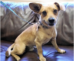 Medium Photo #1 Chiweenie Puppy For Sale in Garland, TX, USA