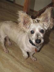 Cairn Terrier Dogs for adoption in Walnutport, PA, USA