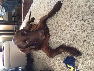 Irish Setter-Labrador Retriever Mix Dogs for adoption in Houston, TX, USA