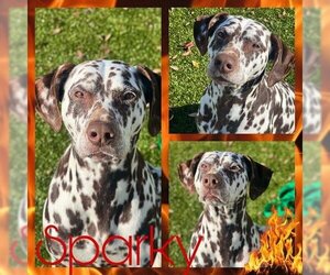 Dalmatian Dogs for adoption in Pearland, TX, USA