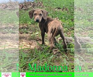 Coonhound-Unknown Mix Dogs for adoption in Pensacola, FL, USA