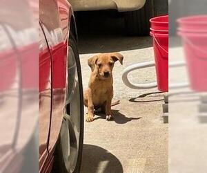 Labrador Retriever Dogs for adoption in San Antonio, TX, USA