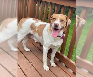 Lab-Pointer Dogs for adoption in Mundelein, IL, USA