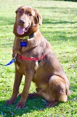Labrador Retriever Dogs for adoption in Penngrove, CA, USA