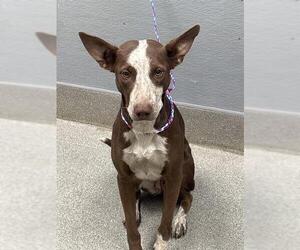 German Shorthaired Pointer-Unknown Mix Dogs for adoption in Las Vegas, NV, USA