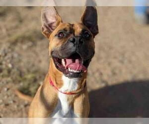 Boxer Dogs for adoption in Santa Fe, NM, USA
