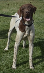 German Shorthaired Pointer Dogs for adoption in Palo Alto, CA, USA
