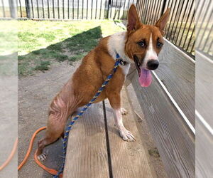Basenji-Unknown Mix Dogs for adoption in Long Beach, CA, USA