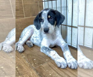 Labrador Retriever-Unknown Mix Dogs for adoption in Green Forest, AR, USA