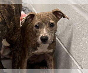 Unknown-Whippet Mix Dogs for adoption in Tavares, FL, USA