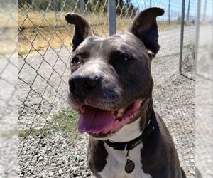 American Pit Bull Terrier Dogs for adoption in San Pablo, CA, USA