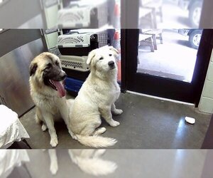 Great Pyrenees-Unknown Mix Dogs for adoption in Tulsa, OK, USA