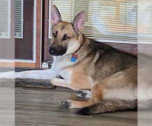 German Shepherd Dog Dogs for adoption in Amherst, OH, USA
