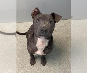 Mutt Dogs for adoption in Fayetteville, NC, USA