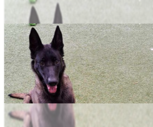 Mutt Dogs for adoption in Imlay City, MI, USA