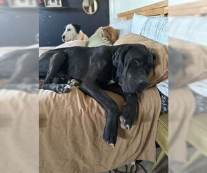 Daniff Dogs for adoption in Bullard, TX, USA