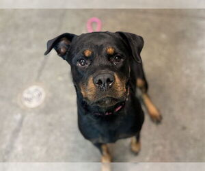Rottweiler-Unknown Mix Dogs for adoption in Tavares, FL, USA