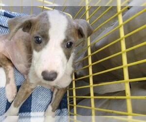 Mutt Dogs for adoption in Tulsa, OK, USA