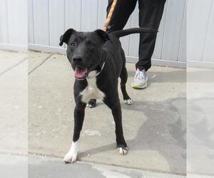 Labrador Retriever-Unknown Mix Dogs for adoption in Louisville, KY, USA