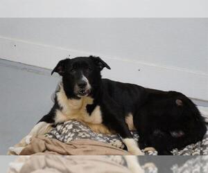 Border Collie Dogs for adoption in Norfolk, VA, USA
