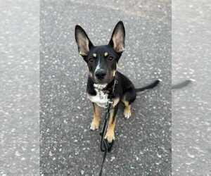 Mutt Dogs for adoption in Duluth, MN, USA